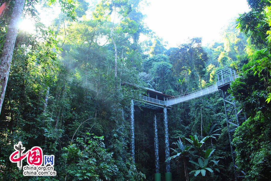 'The Amazon of the East' Tropical Rain Forest Park (8/10) Headlines