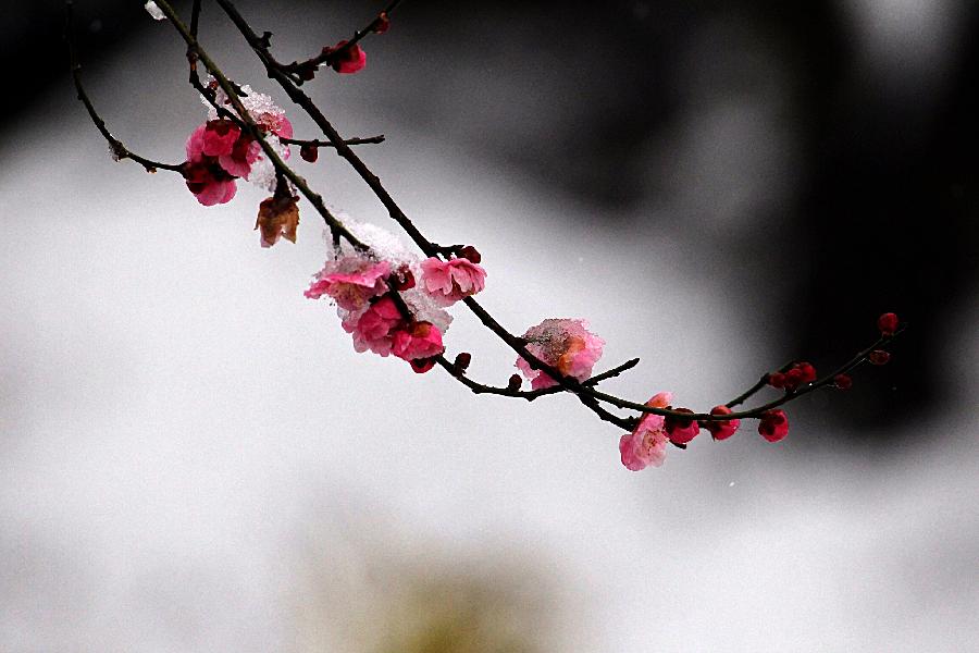 Plum blossoms in snow (1/5) Headlines, features, photo and videos