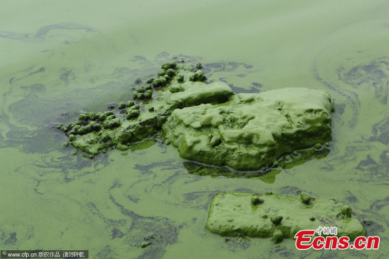 Bluegreen algae bloom in Taihu Lake (1/5) Headlines, features, photo