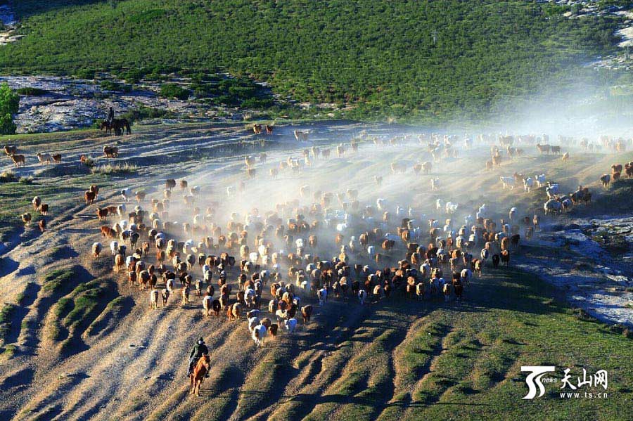 
Sheep and cattle are shepherded across grassland during the summer livestock migration in Altay, northwest China’s Xinjiang on June 8, 2014. This year, about 1.5 million cattle and sheep will take 10 days moving to the cooler area in remote mountains in Altay. (Photo/www.ts.cn)