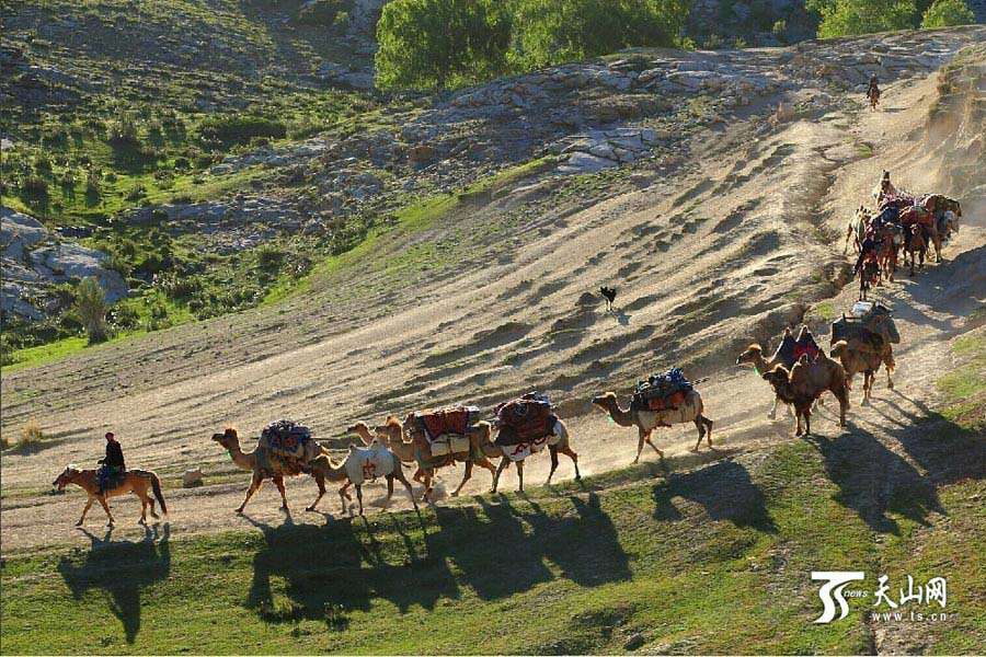 
Sheep and cattle are shepherded across grassland during the summer livestock migration in Altay, northwest China’s Xinjiang on June 8, 2014. This year, about 1.5 million cattle and sheep will take 10 days moving to the cooler area in remote mountains in Altay. (Photo/www.ts.cn)