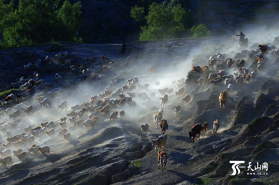 
Sheep and cattle are shepherded across grassland during the summer livestock migration in Altay, northwest China’s Xinjiang on June 8, 2014. This year, about 1.5 million cattle and sheep will take 10 days moving to the cooler area in remote mountains in Altay. (Photo/www.ts.cn)