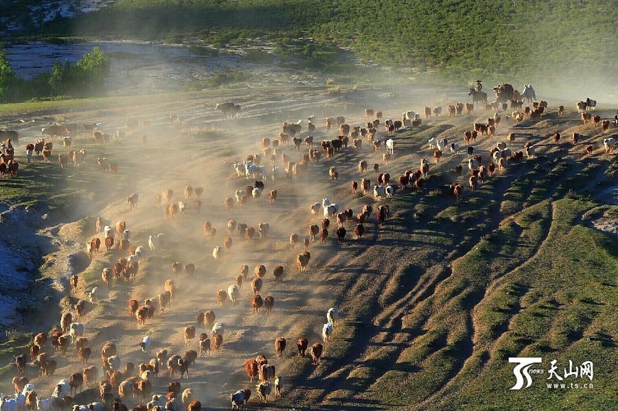 
Sheep and cattle are shepherded across grassland during the summer livestock migration in Altay, northwest China’s Xinjiang on June 8, 2014. This year, about 1.5 million cattle and sheep will take 10 days moving to the cooler area in remote mountains in Altay. (Photo/www.ts.cn)