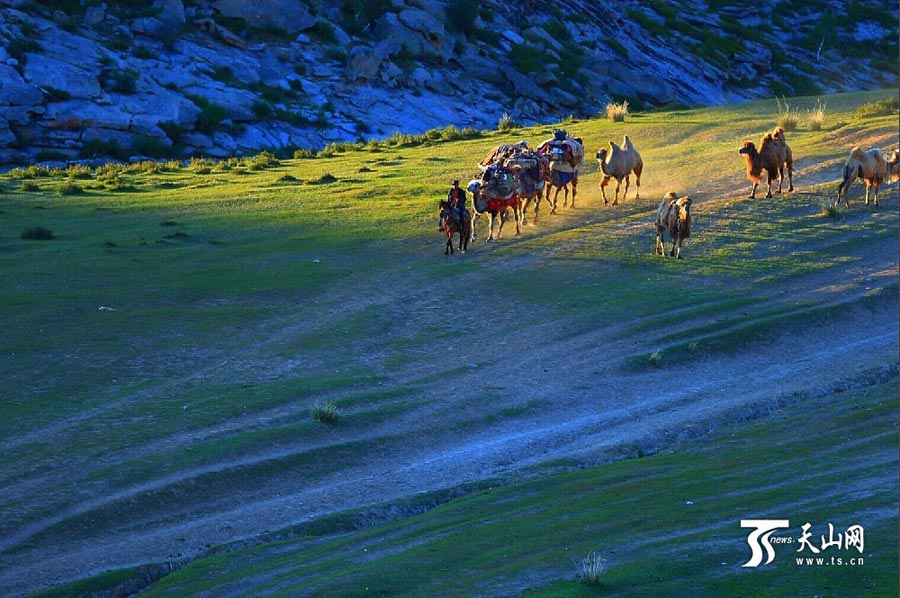 
Sheep and cattle are shepherded across grassland during the summer livestock migration in Altay, northwest China’s Xinjiang on June 8, 2014. This year, about 1.5 million cattle and sheep will take 10 days moving to the cooler area in remote mountains in Altay. (Photo/www.ts.cn)