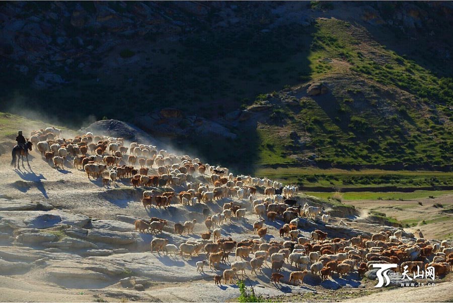 
Sheep and cattle are shepherded across grassland during the summer livestock migration in Altay, northwest China’s Xinjiang on June 8, 2014. This year, about 1.5 million cattle and sheep will take 10 days moving to the cooler area in remote mountains in Altay. (Photo/www.ts.cn)
