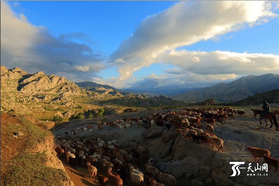 
Sheep and cattle are shepherded across grassland during the summer livestock migration in Altay, northwest China’s Xinjiang on June 8, 2014. This year, about 1.5 million cattle and sheep will take 10 days moving to the cooler area in remote mountains in Altay. (Photo/www.ts.cn)