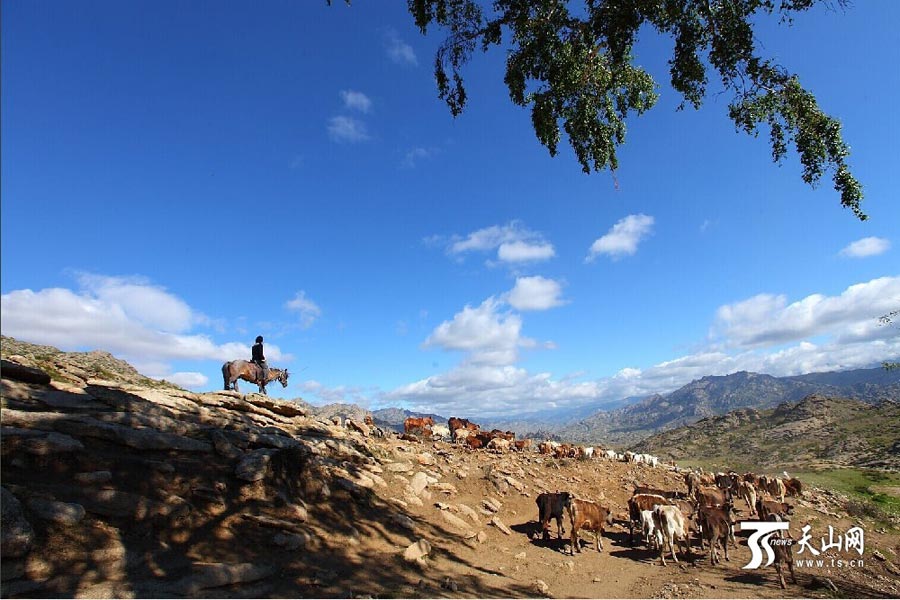 
Sheep and cattle are shepherded across grassland during the summer livestock migration in Altay, northwest China’s Xinjiang on June 8, 2014. This year, about 1.5 million cattle and sheep will take 10 days moving to the cooler area in remote mountains in Altay. (Photo/www.ts.cn)