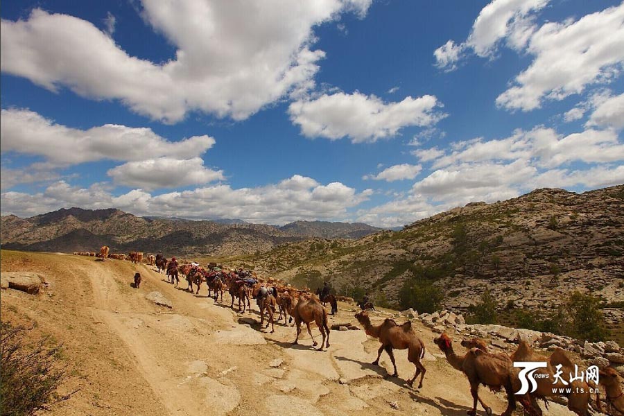 
Sheep and cattle are shepherded across grassland during the summer livestock migration in Altay, northwest China’s Xinjiang on June 8, 2014. This year, about 1.5 million cattle and sheep will take 10 days moving to the cooler area in remote mountains in Altay. (Photo/www.ts.cn)