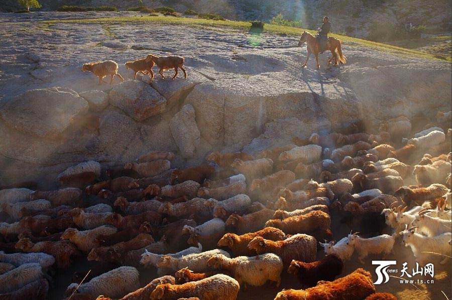 
Sheep and cattle are shepherded across grassland during the summer livestock migration in Altay, northwest China’s Xinjiang on June 8, 2014. This year, about 1.5 million cattle and sheep will take 10 days moving to the cooler area in remote mountains in Altay. (Photo/www.ts.cn)