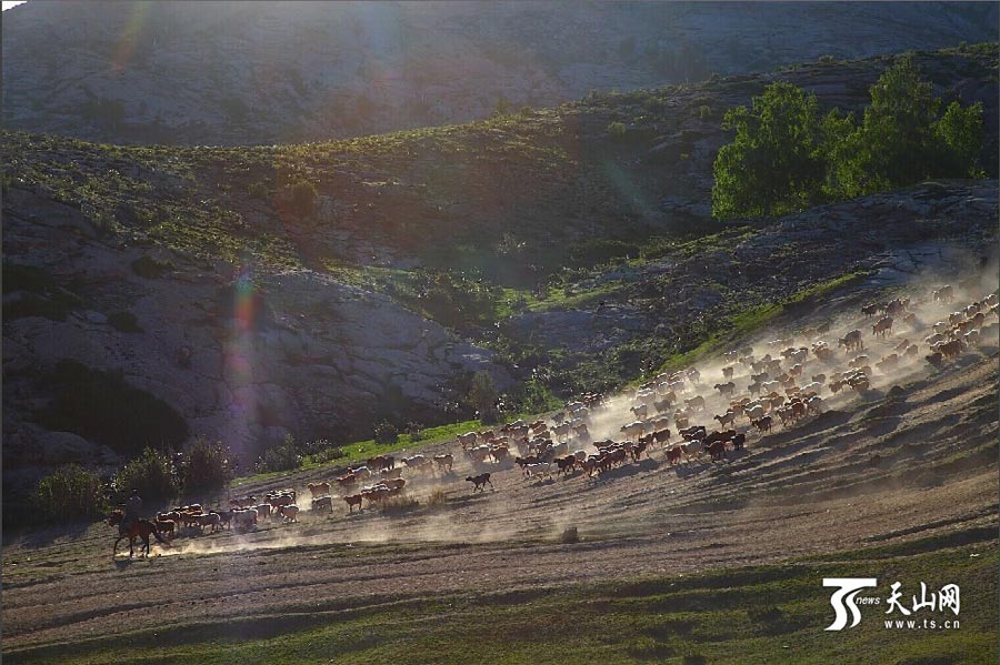 
Sheep and cattle are shepherded across grassland during the summer livestock migration in Altay, northwest China’s Xinjiang on June 8, 2014. This year, about 1.5 million cattle and sheep will take 10 days moving to the cooler area in remote mountains in Altay. (Photo/www.ts.cn)