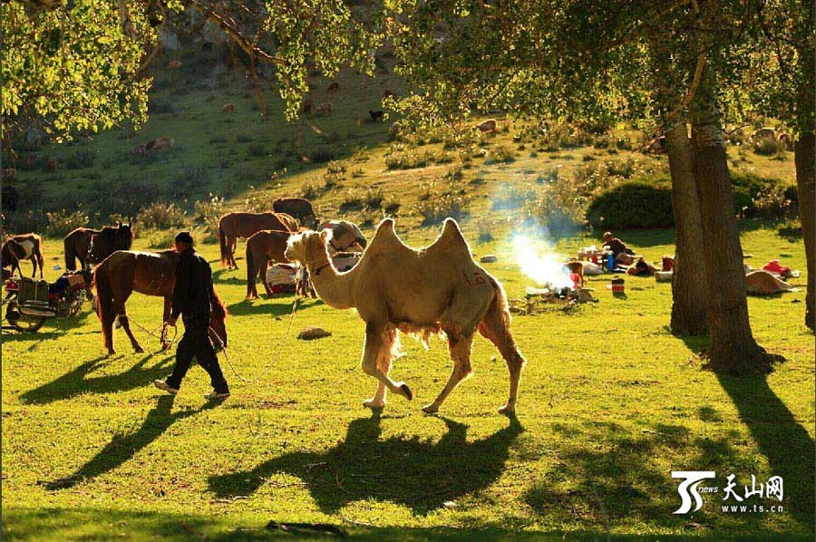 
Sheep and cattle are shepherded across grassland during the summer livestock migration in Altay, northwest China’s Xinjiang on June 8, 2014. This year, about 1.5 million cattle and sheep will take 10 days moving to the cooler area in remote mountains in Altay. (Photo/www.ts.cn)