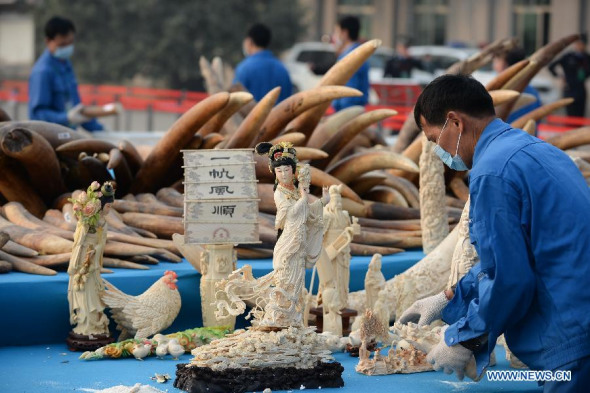 A worker sorts confiscated ivory products to be destroyed in Dongguan City, south China's Guangdong Province, Jan 6, 2014. (Xinhua/Li Xin)