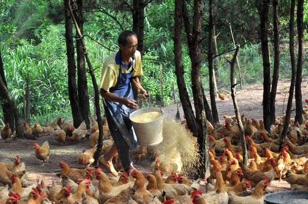 A farmer feeds his chickens in Dahua village of Rongxian county in the Guangxi Zhuang autonomous region on June 29. YU XIANGQUAN / FOR CHINA DAILY