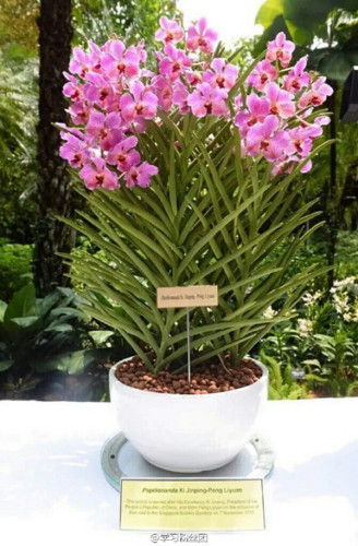 The orchid was named Papilionanda Xi Jinping-Peng Liyuan. Photo: Sina Weibo)