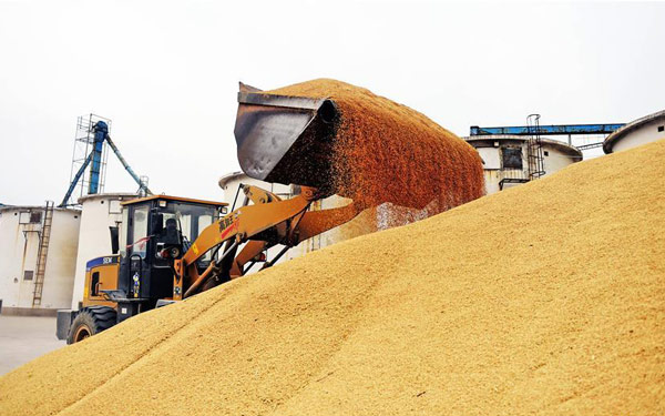 A worker collects rice at a corn processing factory in Linghai, Northeast China's Liaoning province, Nov 19, 2015.(Photo/Xinhua)