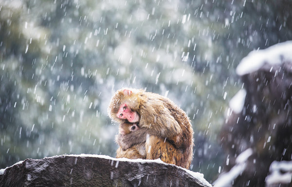 A baby monkey snuggles in its mother's arms for warmth in Hangzhou Zoo. XU KANGPING / FOR CHINA DAILY
