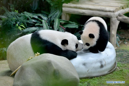 A baby giant panda (R) is seen with its mother at the National Zoo in Kuala Lumpur, Malaysia, on April 7, 2016. The baby giant panda born in Malaysia last year was named Nuan Nuan, which means warm in Chinese on Thursday, as a symbol of the warm relations between Malaysia and China. (Xinhua/Chong Voon Chung)