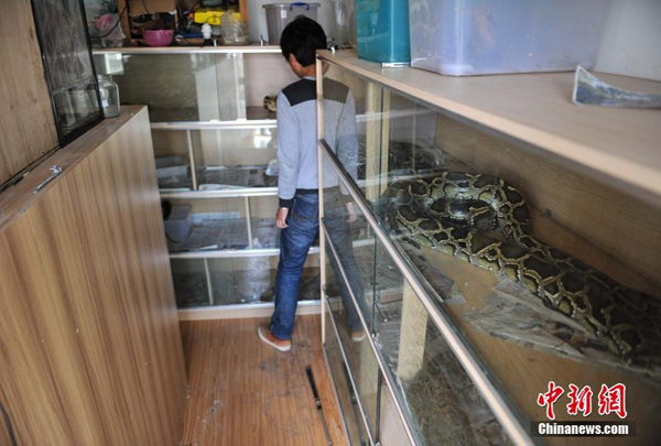 Bai Tuo, a 25-year-old man in Kunming, capital of Southwest Yunnan province, has been rearing snakes for 10 years and has 25 large pythons in his apartment.(Photo/Chinanews.com)