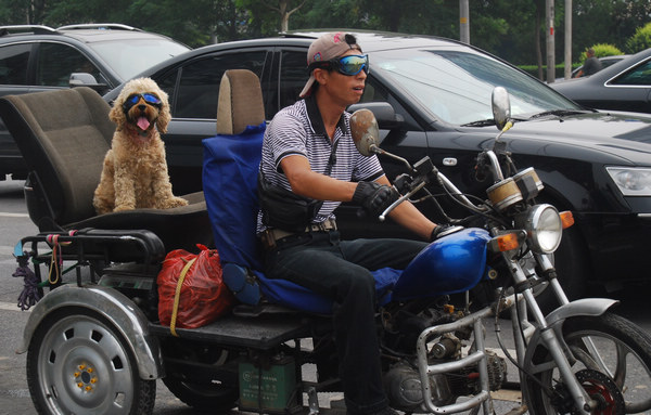 A man takes his dog for a spin on the back of a motorized tricycle in a Beijing street last month. The city plans to strengthen management of dogs in the future in an effort to combat the spread of rabies, which can be fatal if it is not treated in time. [Provided to China Daily)