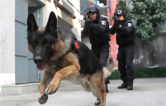 Members of a SWAT team of Beijing police attend a drill with a police dog on Nov 5, 2016. The police dog division of Beijing Municipal Public Security Bureau was founded in 1952. Up to 2015, there have been more than 1,000 police dogs serving in criminal investigation, SWAT, public transportation, firefighting and some other departments of Beijing police.(Photo/Xinhua)