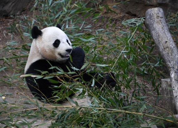 Giant Panda Bao Bao eats bamboos at the Smithsonian's National Zoo in Washington D.C., the Unite States, on Feb. 16, 2017. National Zoo holds a series of online and on-site events to bid farewell to Giant Panda Bao Bao from Feb. 16 to Feb. 20 before it departs for China on Feb. 21. (Xinhua/Yin Bogu)
