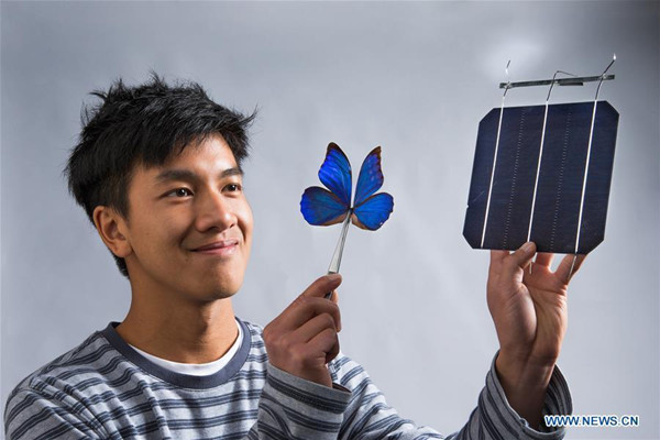 Photo provided by Australian National University (ANU) shows ANU co-researcher Kevin Le holding a blue Morpho butterfly and a solar cell at ANU in Canberra, Australia, May 16, 2017. Butterfly wings could be used to inspire new technology in solar cells, said ANU researchers, adding that filtering light could be a major feature of future solar projects. (Photo/Xinhua)