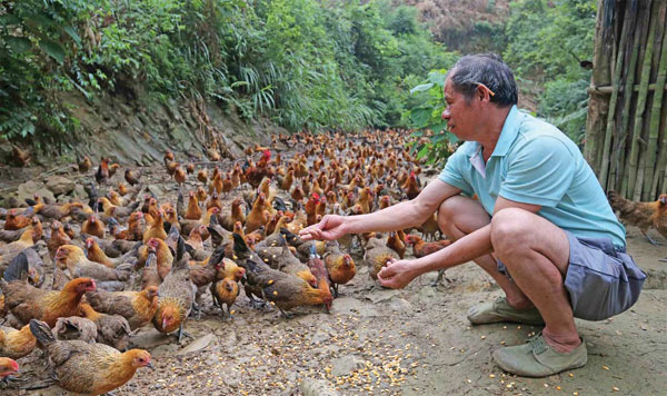 Regulations on the use of antibiotics in animal feed are not strictly enforced in China, and the country has no maximum residue limits for antibiotics detected in animal products such as meat and milk. (Tan Kaixing for China Daily)