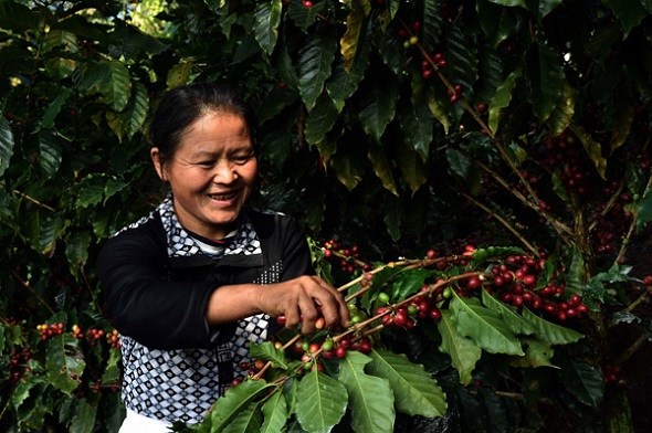 A farmer of the Miao ethnic group picks coffee beans at a coffee plantation in Simao, Yunnan province. (Photo/Xinhua)