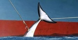 Japan calls it scientific research; brutal whaling is more like it