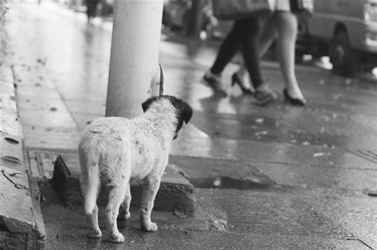 A stray dog. (File photo/China Daily)