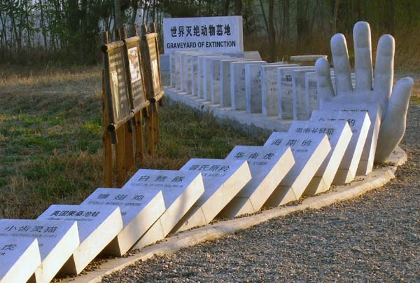 Tombstones arranged like dominos mark animal species' names and the dates of their extinction at the World Extinct Wildlife Cemetery in Beijing's Daxing district. Provided to China Daily