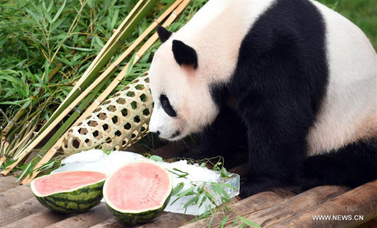 Chinese giant panda Le Bao eats its birthday meal at the zoo of Everland in the city of Yongin, South Korea, on July 12, 2017. The birthday for one of a pair of giant pandas, leased by China, was celebrated Wednesday at the zoo of Everland, South Korea's largest theme park located in Yongin, 40 km south of capital Seoul. (Xinhua/Newsis)