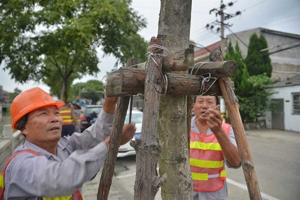 Workers reinforce trees in Taizhou in east Chinas Zhejiang Province yesterday as Typhoon Talim approached. At 5pm, the eye of Talim was 1,050 kilometers from Zhejiangs Zhoushan. (Xinhua)
