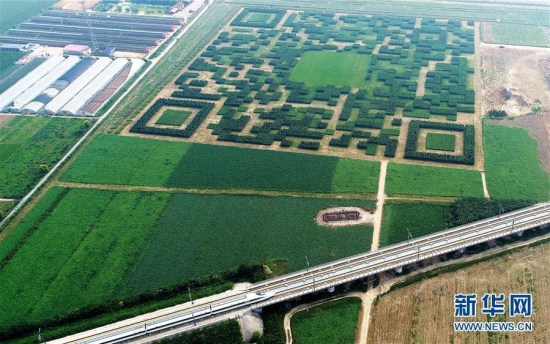 Trees are planted in the shape of a giant QR code in a field in Baoding City, North China��s Hebei Province. Local authorities aim to promote tourism resources through the design, made of 130,000 trees and 227 meters long on each side. (Photo/Xinhua)