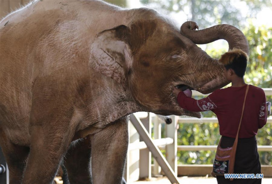 An elephant food seller feeds sugarcane to a white elephant at a shelter in Nay Pyi Taw, Myanmar, Nov. 17, 2017. (Xinhua/U Aung)