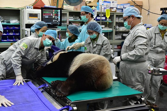 Yuan Yuan, a female giant panda from the Chinese mainland, receives artificial insemination from male giant panda Tuan Tuan at Taipei Zoo in March last year. (Photo/Xinhua)