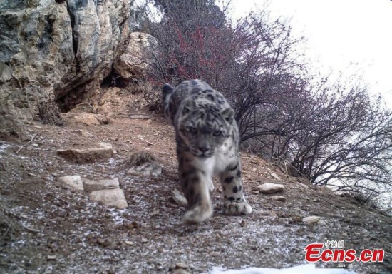 Images of snow leopards were caught for the first time in eastern parts of southwest China's Tibet Autonomous Region. (Photo provided to China News Servcie)