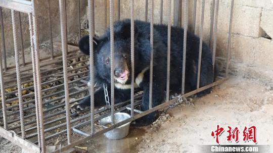 Man raised black bear cub for 3 years in SW China