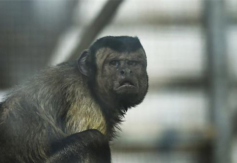 'Square human face' monkey is China's latest online celebrity