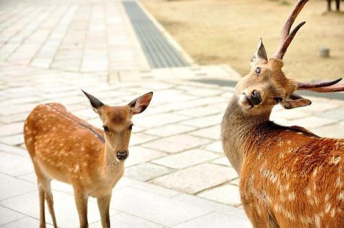 Japan's Nara Park issues feeding tips after more tourists get bitten by deer