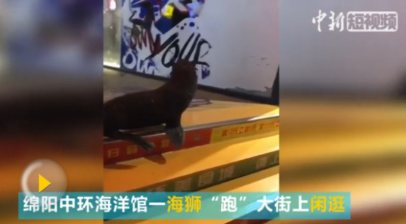 Escaped sea lion caught at cinema