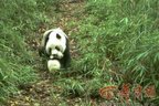 Rangers work hard to protect giant pandas in shrinking habitats during spring mating season