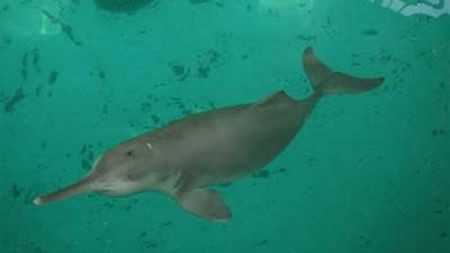 Critically endangered Chinese dolphin 'spotted' in Yangtze River