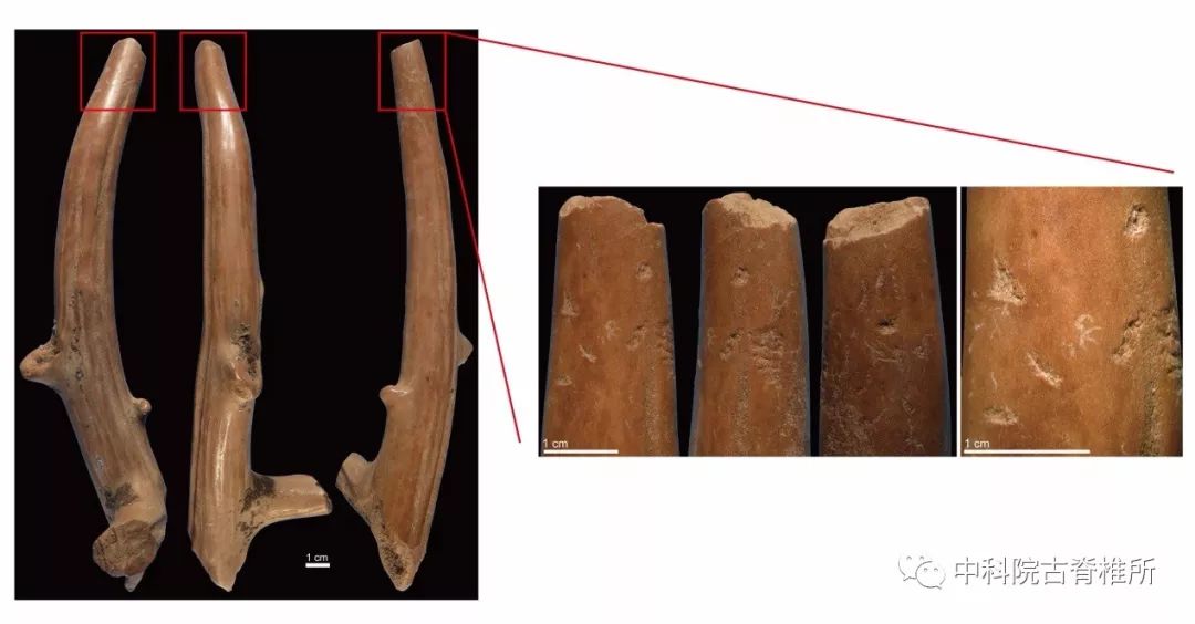 Archaeologists find China's earliest bone tools