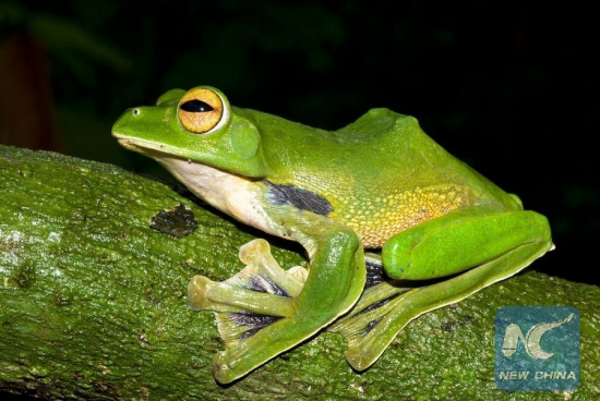 File Photo: The picture released by the World Wildlife Fund (WWF) shows a new species of Helen's Flying Frog in Vietnam. (Xinhua)