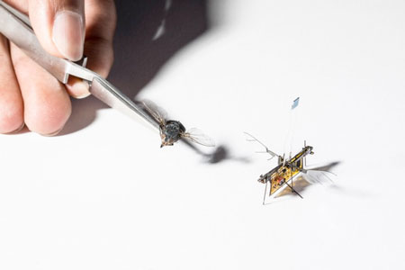 RoboFly is slightly larger than a real fly. (Image: Mark Stone/University of Washington)