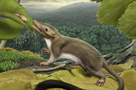 Detailed artistic reconstruction of an ancestral placental mammal living during the Age of Dinosaurs 66 million years ago, showing teeth adapted to capturing and eating insects. (Courtesy of Carl Buell)