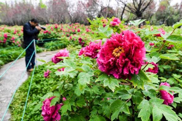  A man takes pictures of flowers at a botanical garden in Luoyang, Central China's Henan province on April 10, 2017. (Photo/ Xinhua)