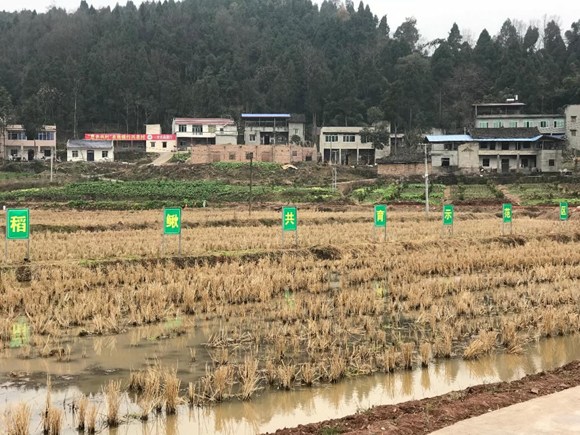 Organic rice fields where loaches get to work.  (Photo/CGTN)