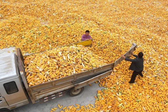 Farmers unload corn in Gouya village of Dazhuang town in Yinan county, East China's Shandong province, Oct 8, 2017. Photo/Xinhua